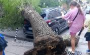 Дърво се стовари върху кола в Благоевград
